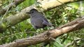 Gray Catbird High Island_2010_04_24_3854